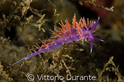 Flabellina Affinis by Vittorio Durante 